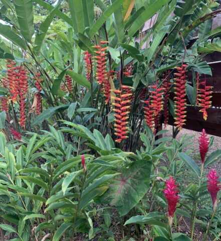 The Grounds - Heliconia's (or crab's claws)